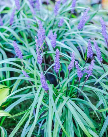 Liriope Muscari 'Royal Purple' (Royal Purple Liriope)