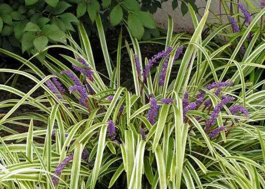 Liriope Muscari 'Variegata' (Variegated Liriope)