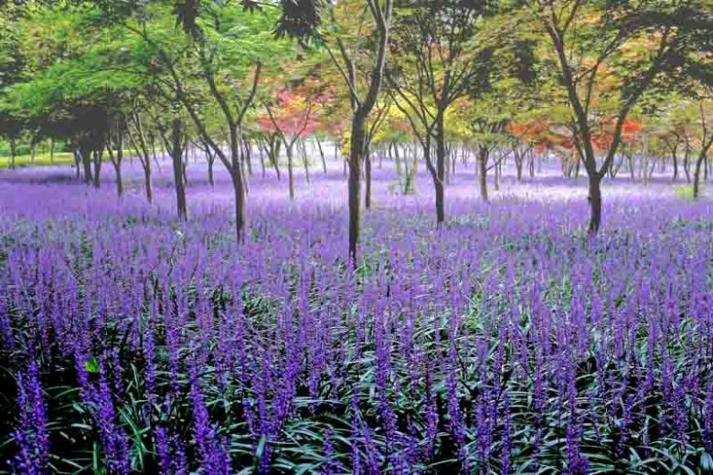 Liriope Muscari (Liriope or Monkey Grass)