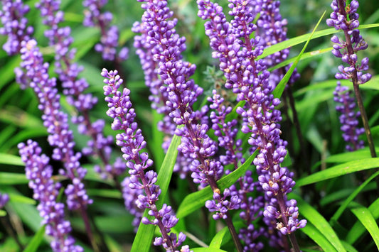 Close-up of Liriope muscari (Evergreen Giant) showcasing its striking deep purple flowers surrounded by lush green leaves, perfect for attracting pollinators.
