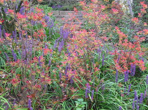 Liriope Muscari 'Red Prince' (Red Liriope)