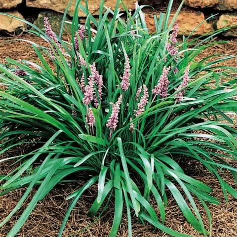 Liriope Muscari 'Samantha' (Samantha Liriope)