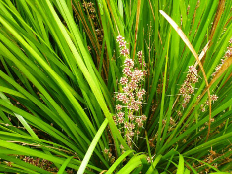 Lomandra Confertifolia (Tough Mat Rush)