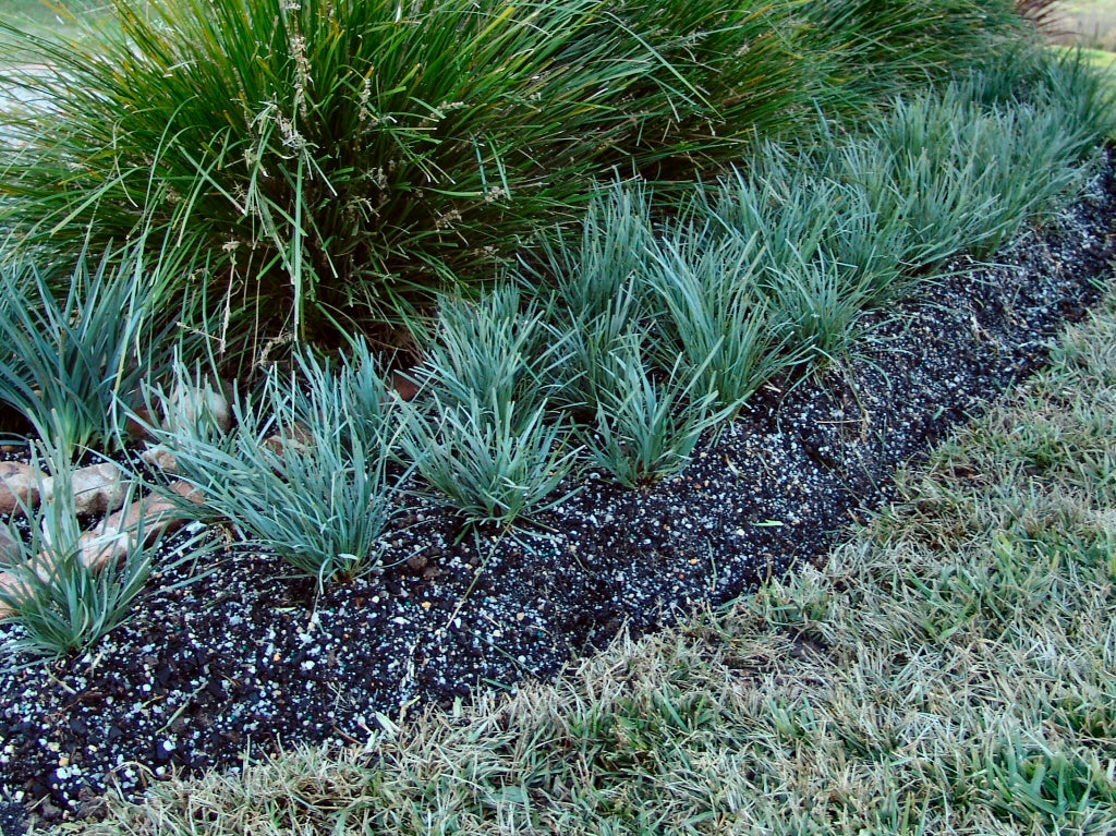 Lomandra Confertifolia ‘Blue Ridge’ (Blue Ridge Mat Rush)