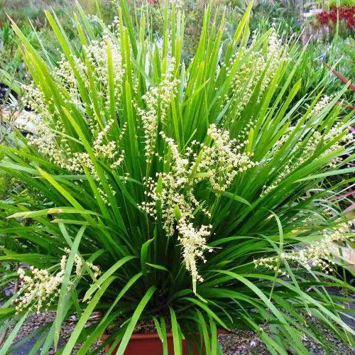 Mature Lomandra hystrix displaying clusters of delicate white flowers atop its lush green foliage, adding beauty and attracting pollinators in a garden setting.
