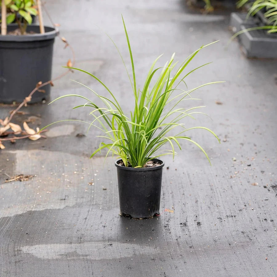 Lomandra Longifolia (Spiny Headed Mat Rush)