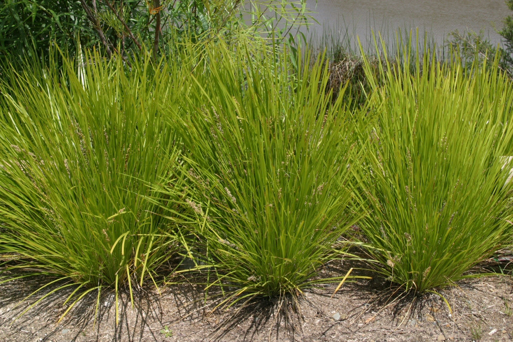 Lomandra Confertifolia (Tough Mat Rush)