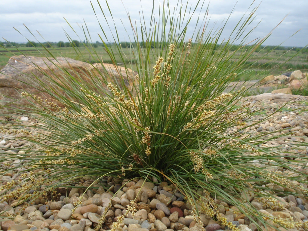 Lomandra Confertifolia ‘Shara’ (Shara Mat Rush)