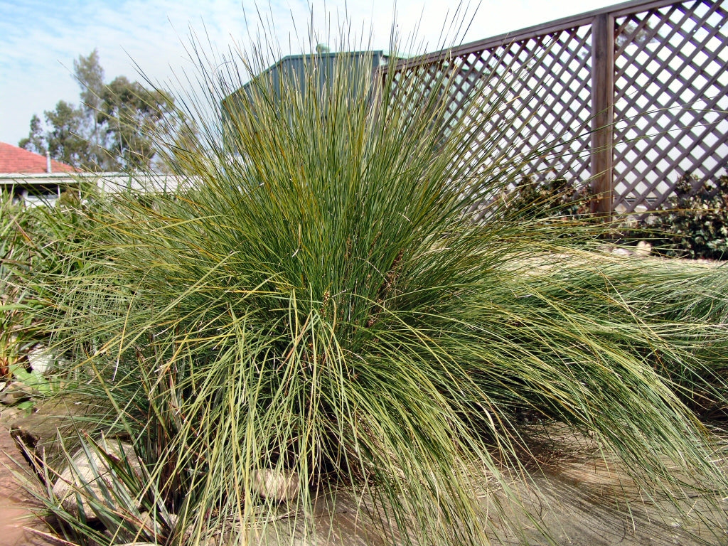 Lomandra Confertifolia (Wingarra®)