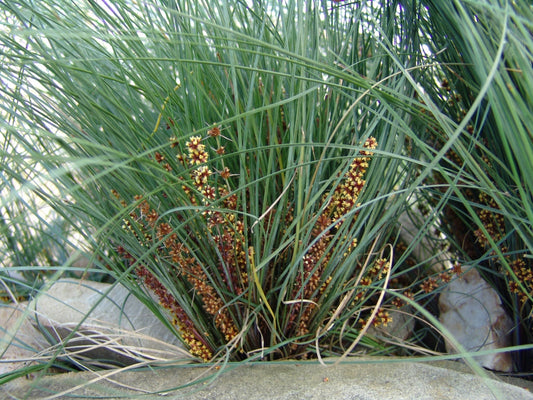 Lomandra Confertifolia (Wingarra®)