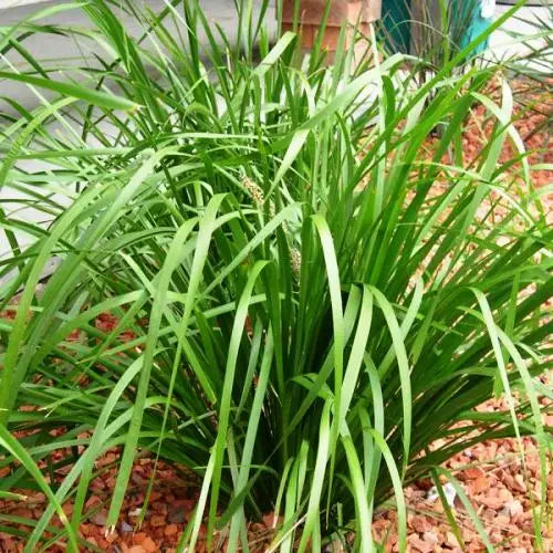 Lomandra Longifolia (Spiny Headed Mat Rush)