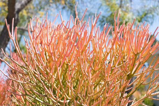 Euphorbia Tirucalli (Sticks-On-Fire)