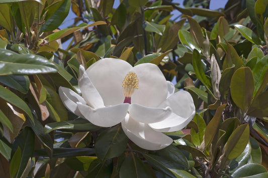 Magnolia Grandiflora ‘Exmouth’