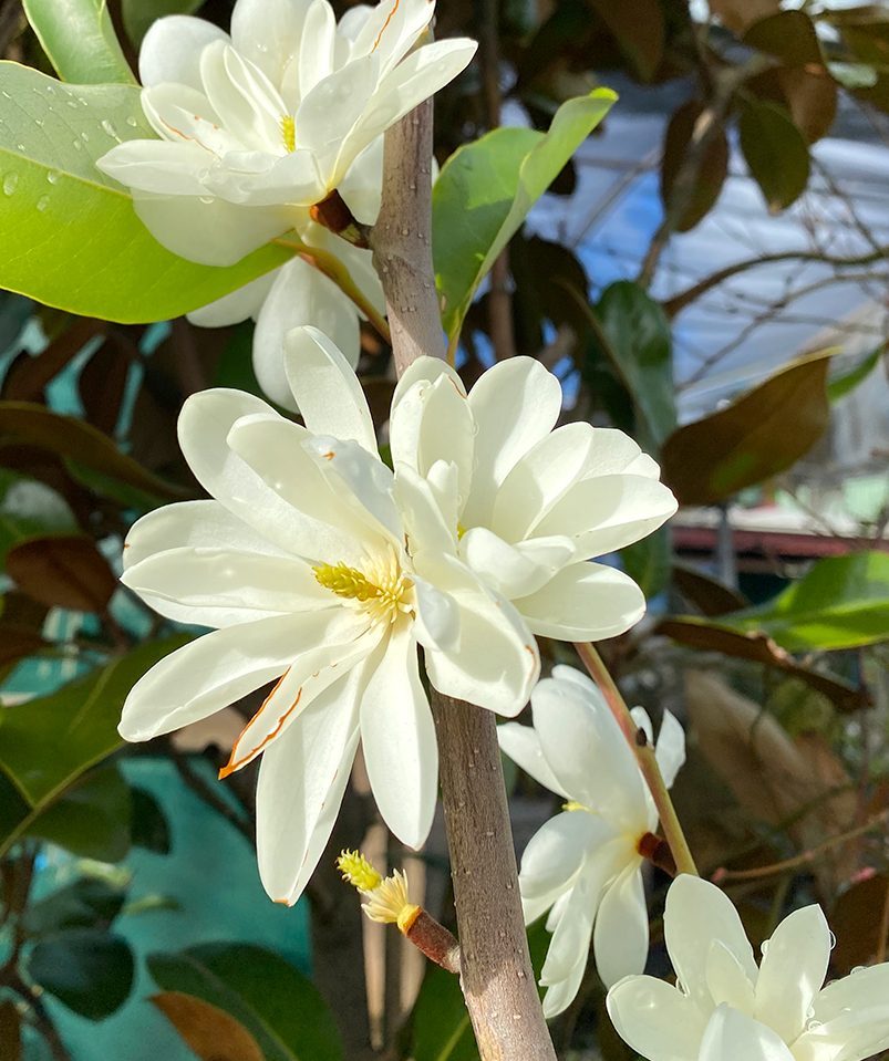 Magnolia Inspiration (Syn. Michelia)