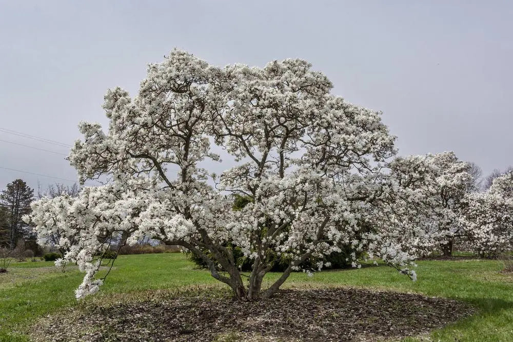 Magnolia Stellata (Royal Star Magnolia)