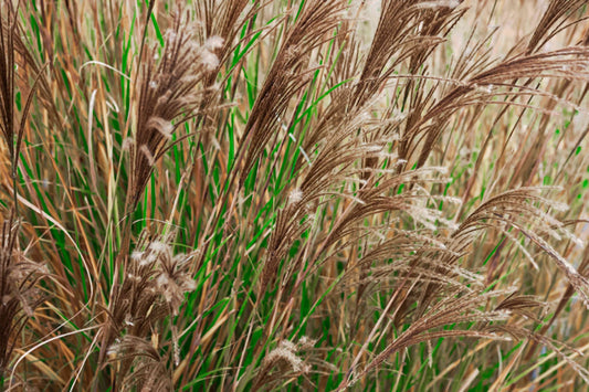 Miscanthus Sinensis (Maiden Grass)