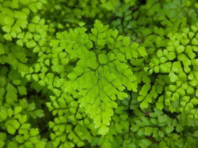 Adiantum Aethiopicum (Maidenhair Fern)