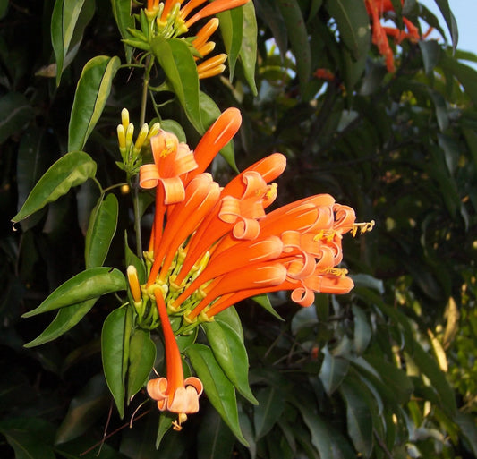 Pyrostegia Venusta (Flame Vine)