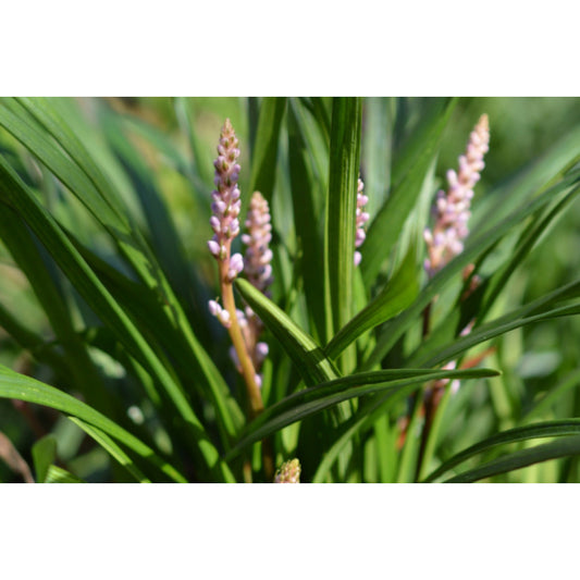 Liriope Muscari 'Samantha' (Samantha Liriope)