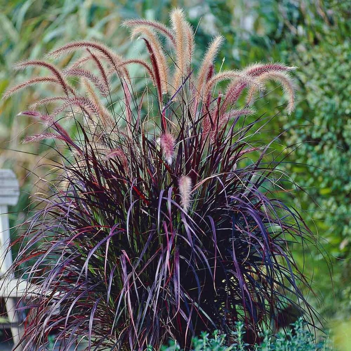 Pennisetum Advena Rubrum Dwarf (Dwarf Purple Fountain Grass)