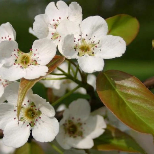 Pyrus Manchurian (Manchurian Pear Tree)