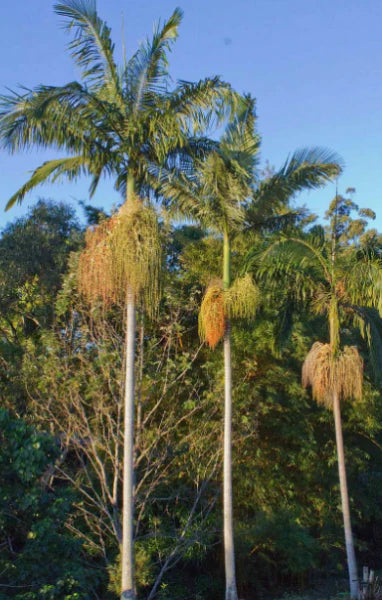 Archontophoenix Cunninghamiana (Bangalow Palm)