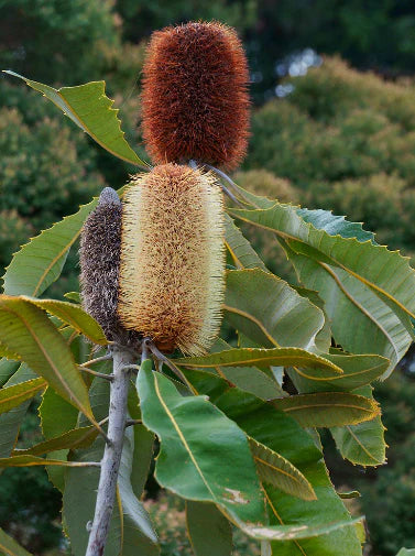 Banksia Robur (Swamp Banksia)