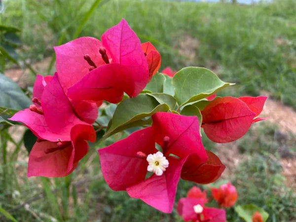 Bougainvillea Glabra (Scarlet Glory)