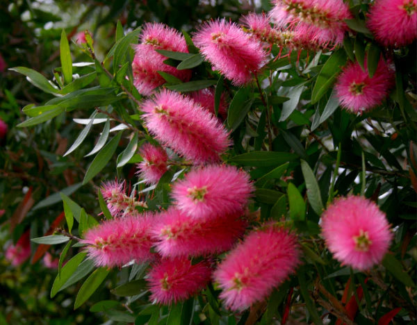 Callistemon Taree Pink (Taree Pink Bottlebrush)