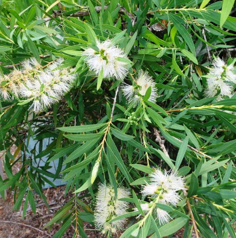 Callistemon Viminalis Wilderness White (Wilderness White Bottlebrush)