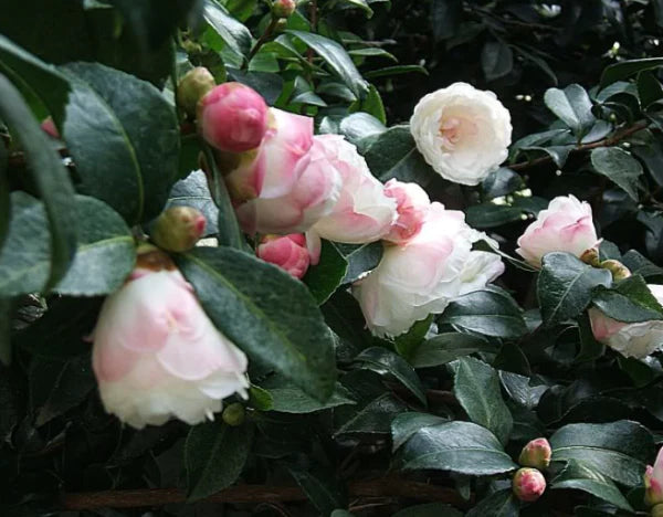 Camellia Sasanqua 'Beatrice Emily'