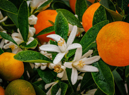 Citrus × Microcarpa (Calamondin Citrus)