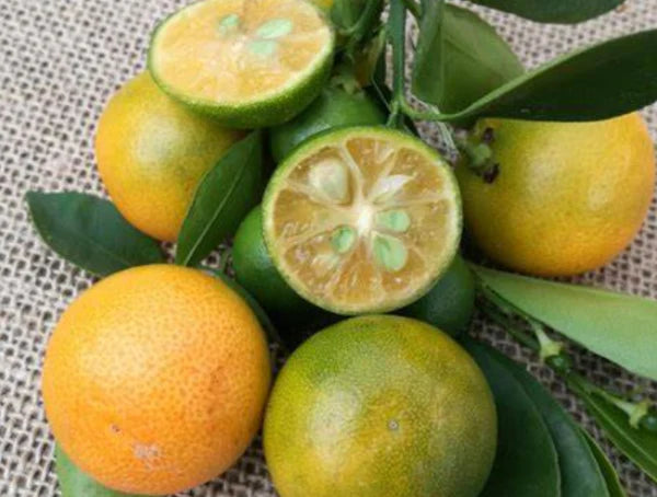 Citrus × Microcarpa (Calamondin Citrus)