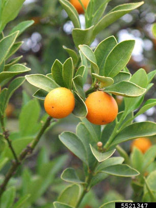 Citrus Japonica 'Nagami' (Nagami Kumquat) GRAFTED