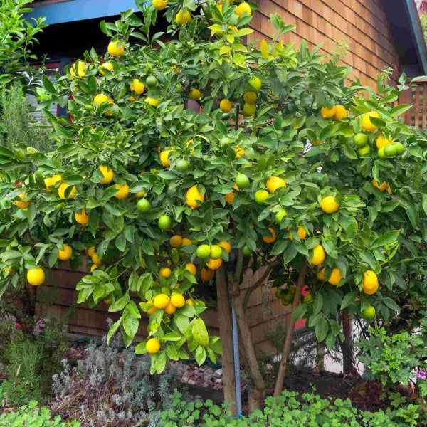 Citrus Limon (Lemon Tree Meyer)