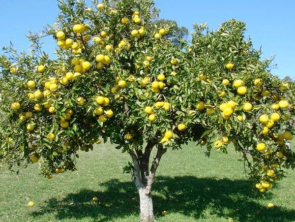 Citrus Paradisi 'Ruby' (Dwarf Ruby Grapefruit) GRAFTED