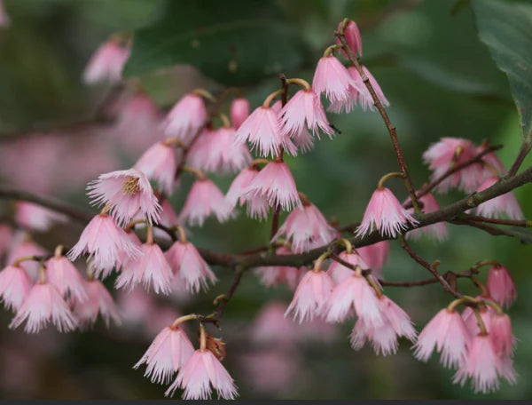 Elaeocarpus reticulatus Prima Donna (Blueberry Ash Prima Donna)