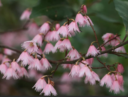 Elaeocarpus reticulatus Prima Donna (Blueberry Ash Prima Donna)