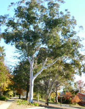 Eucalyptus Mannifera (Red Spotted Gum)