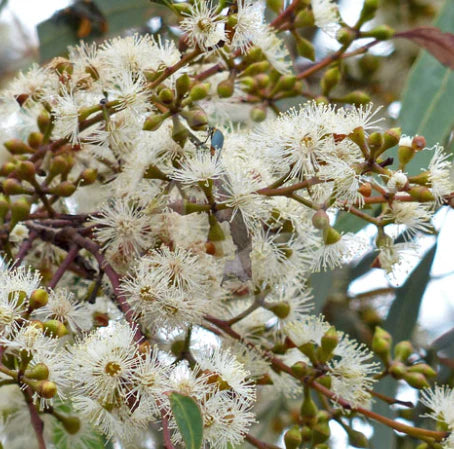 Eucalyptus Mannifera (Red Spotted Gum)