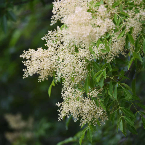 Fraxinus Griffithii (Flowering Ash)