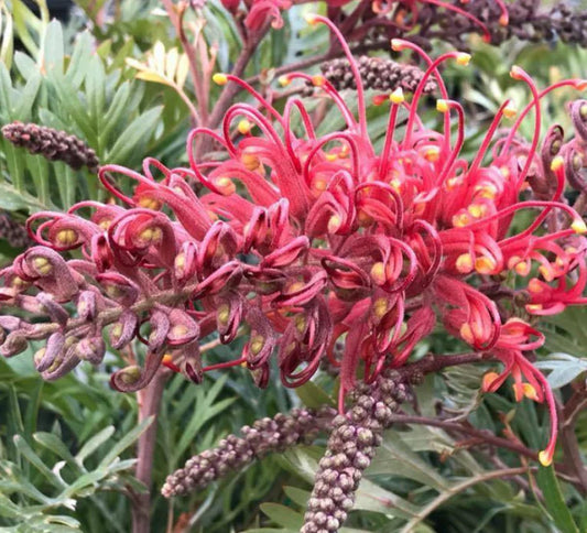 Grevillea 'Molly'