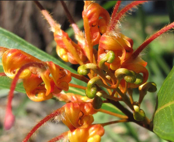 Grevillea ‘Orange Marmalade’