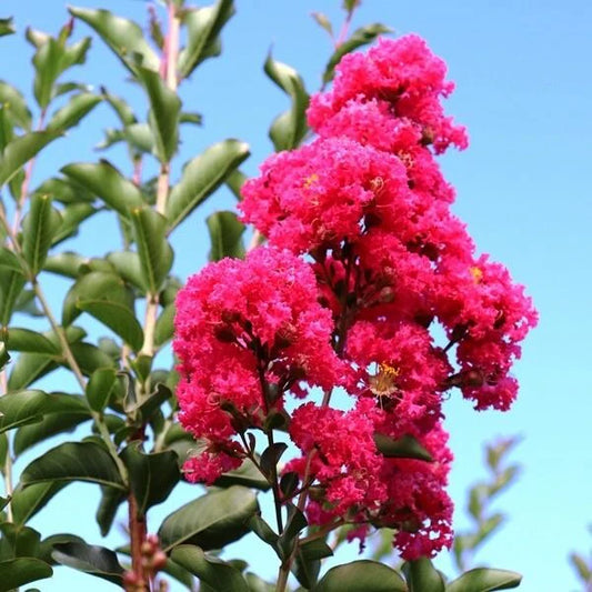 Lagerstroemia Indica (Crepe Myrtle Tuscadora)