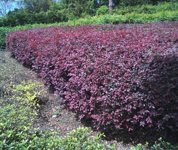 Loropetalum Chinense 'Burgundy'