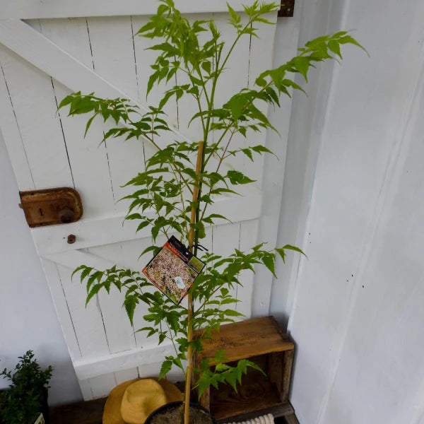 Juvenile Melia Azedarach (White Cedar) tree, showcasing its developing structure and foliage.