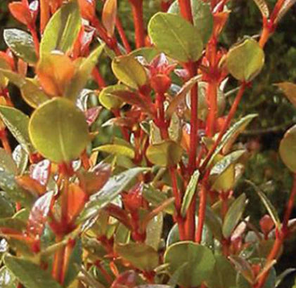 Syzygium Australe (Orange Blaze)