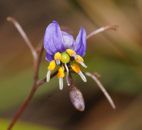 Dianella Caerulea (Flax Lily)