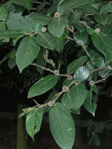 Ficus Coronata (Sandpaper Fig)