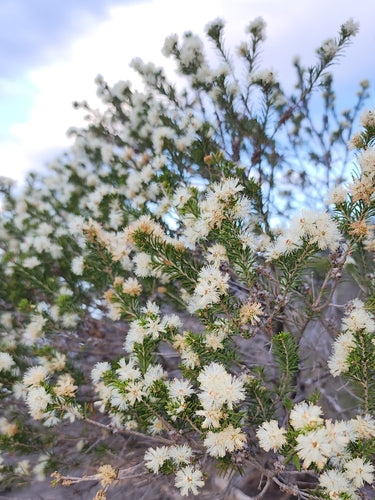 Melaleuca Hypericifolia (Ghost Paperbark)